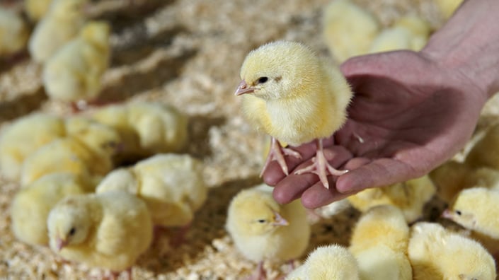 Høj sundhed og lav dødelighed